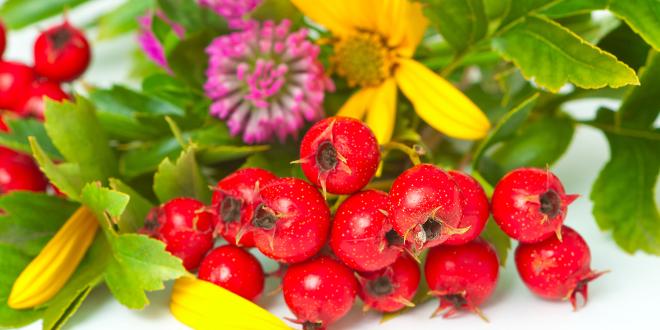 Hawthorne berries and leaves